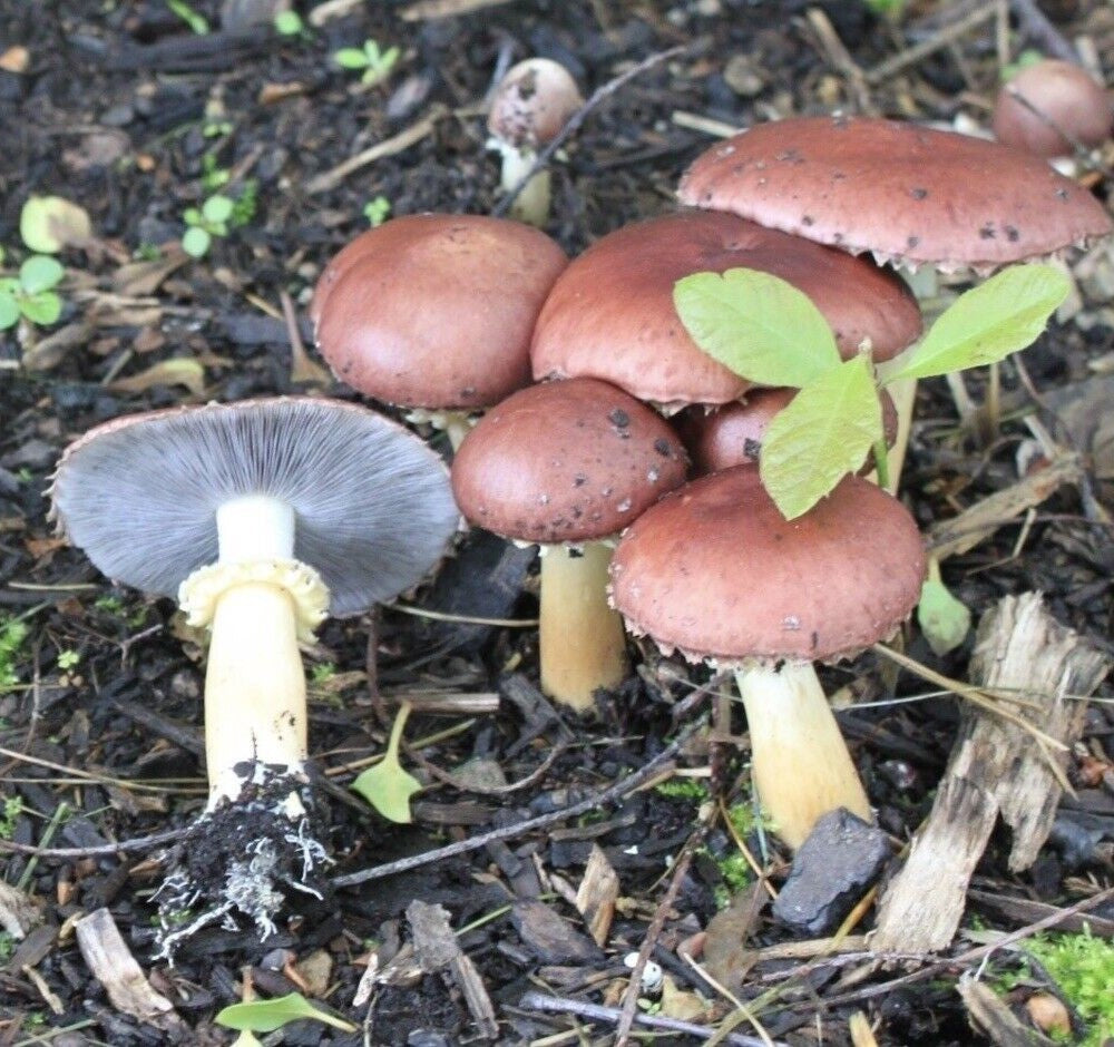 Wine cap Mushroom