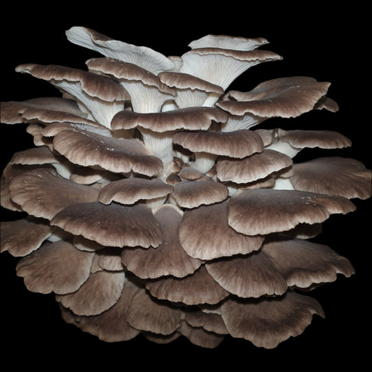 Phoenix Oyster Mushroom