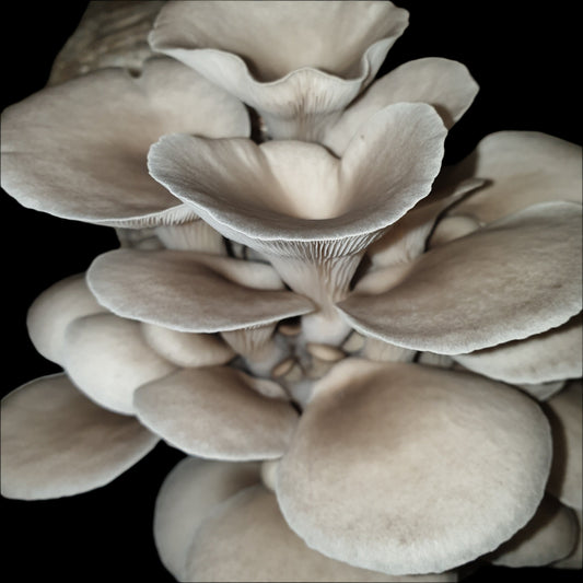 Florida Oyster Mushroom