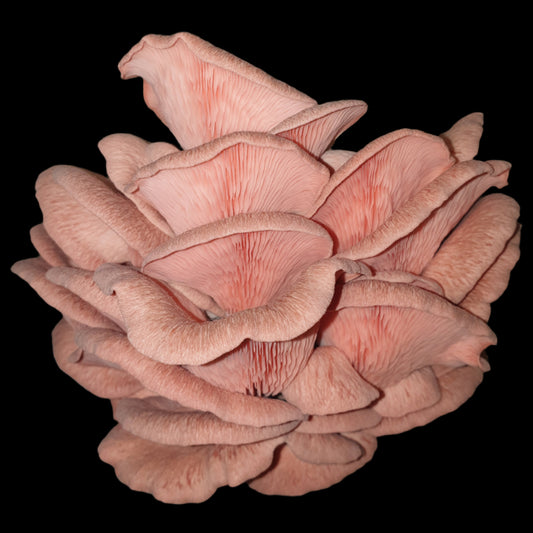 Pink Oyster Mushroom