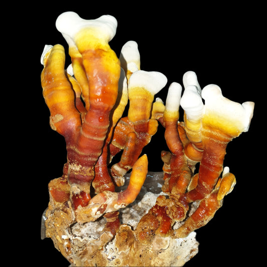 Reishi Mushroom