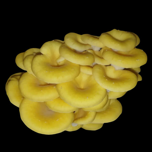 Gold Oyster Mushroom