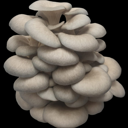 Blue-Grey Oyster Mushroom
