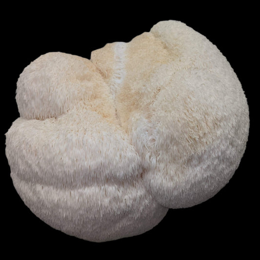 Lions Mane Mushroom
