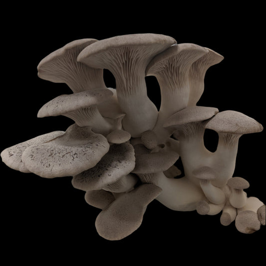 King Oyster Mushroom