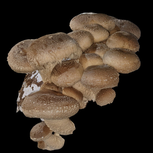Shiitake Mushroom