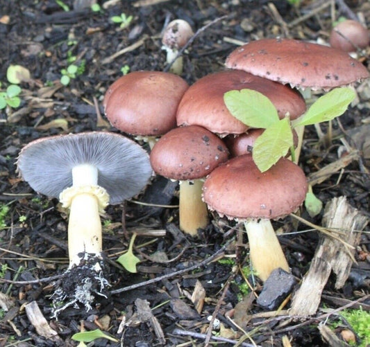 Wine cap Mushroom